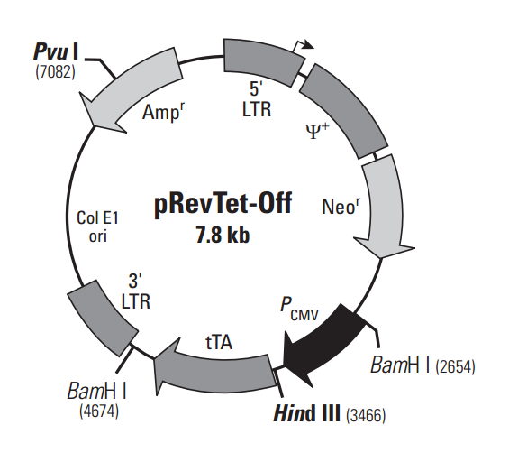 pRevTet-Off 质粒图谱