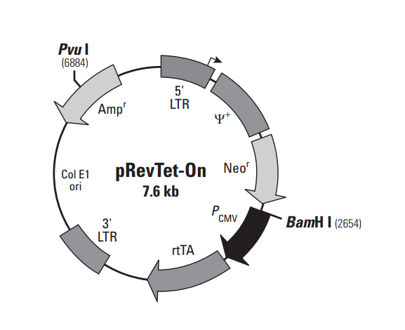 pRevTet-On 质粒图谱