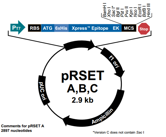pRset-C 质粒图谱