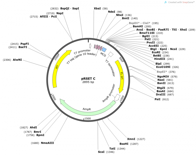 pRset-C Vector Map