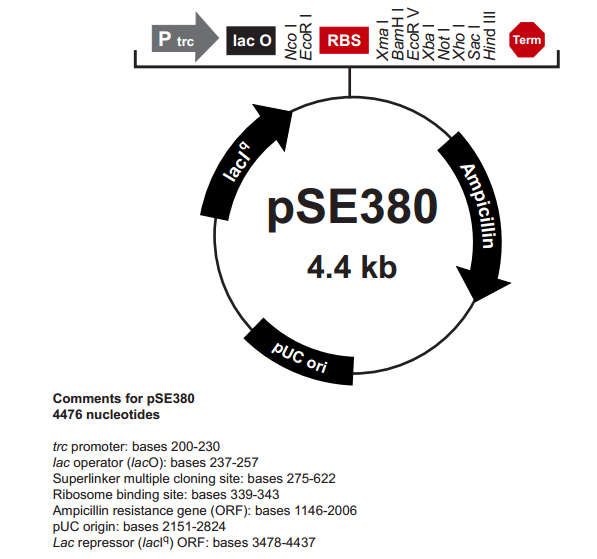 pSE380 质粒图谱