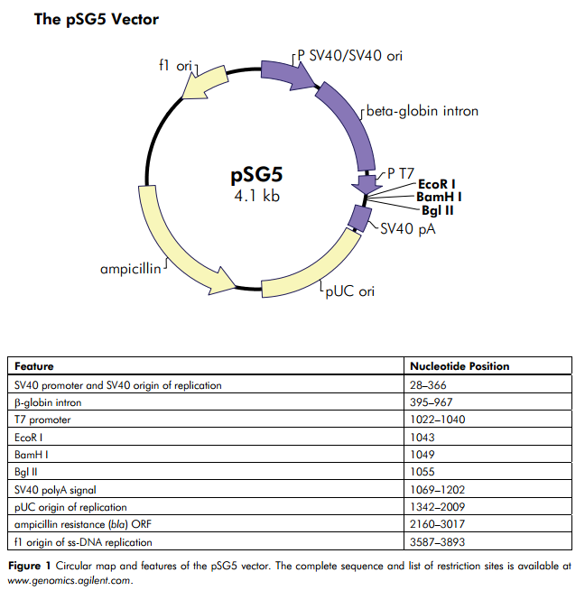 pSG5 质粒图谱