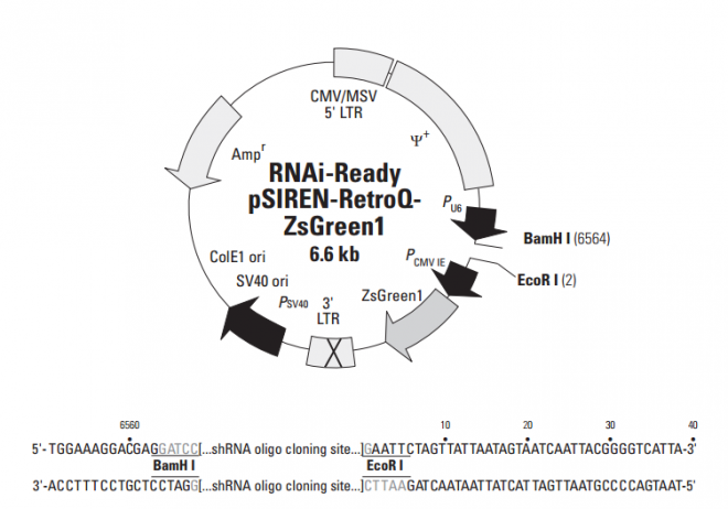 pSIREN-RetroQ-ZsGreen1 质粒图谱