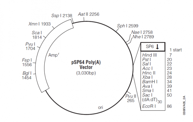 pSP64 质粒图谱