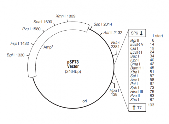 pSP73 质粒图谱