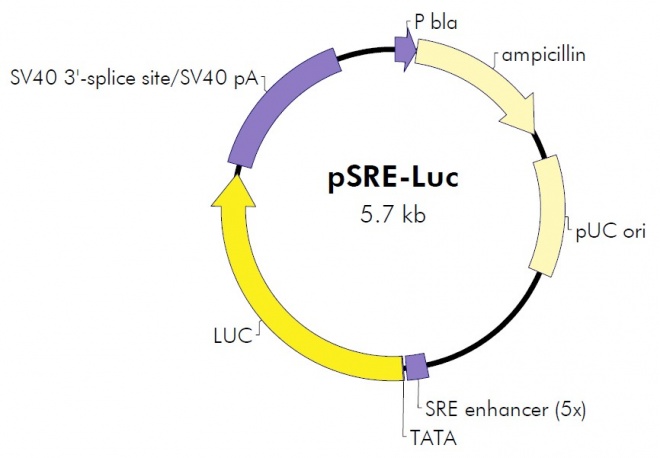pSRE-Luc 质粒图谱