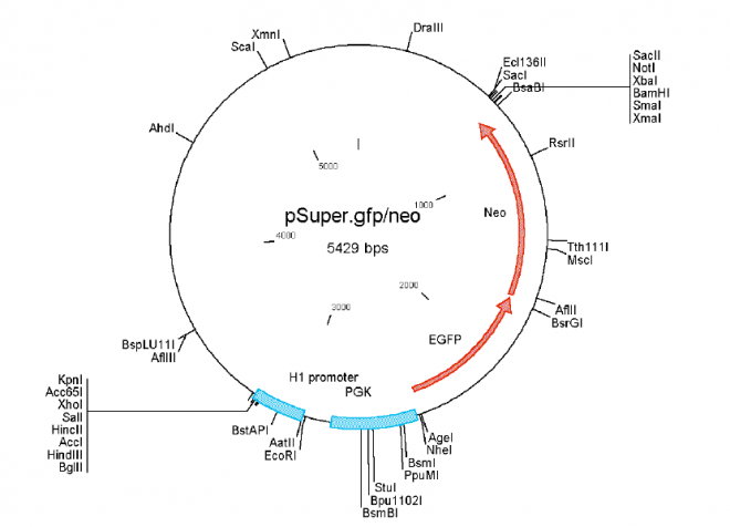 pSUPER-GFP-neo 质粒图谱