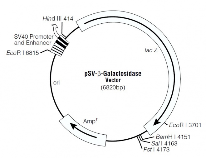 pSV-Beta-Galactosidase 质粒图谱