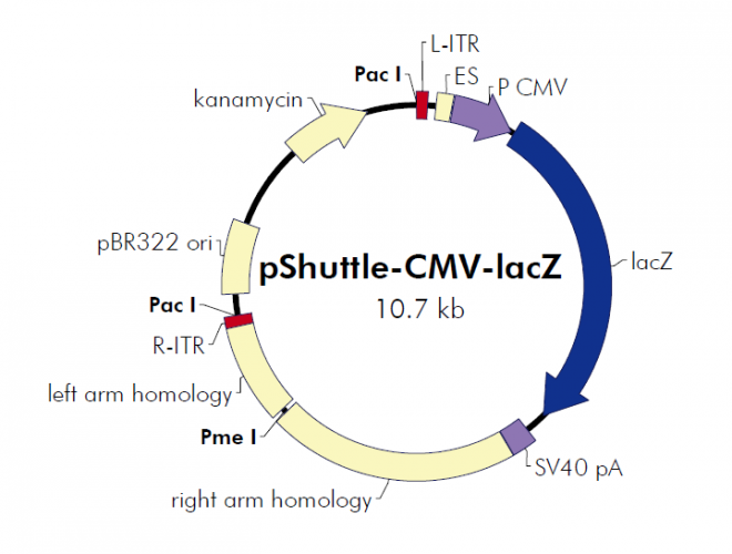 pShuttle-CMV-lacZ 质粒图谱