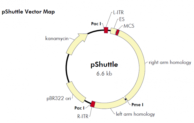 pShuttle 质粒图谱