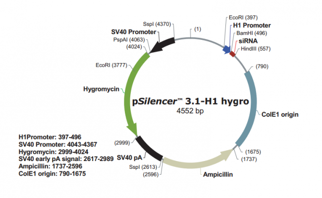pSilencer 3.1-H1 hygro 质粒图谱