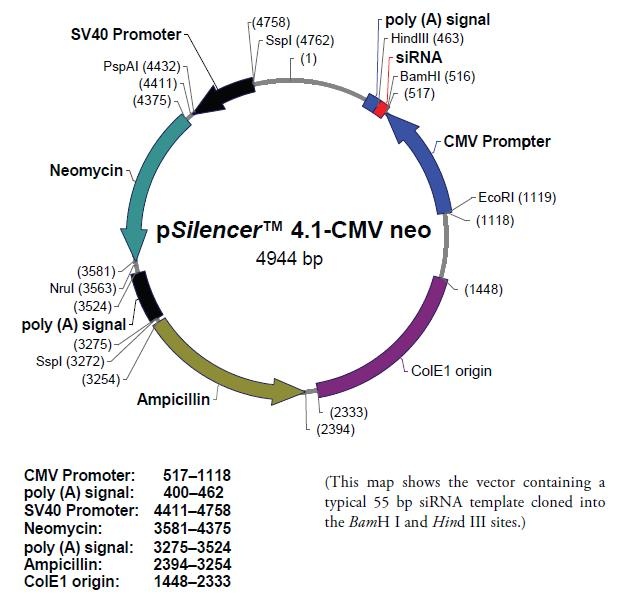 pSilencer 4.1-CMV neo 质粒图谱