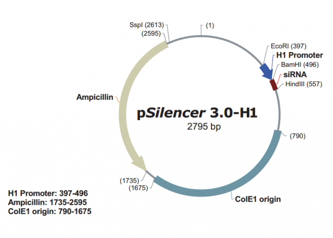 pSilencer 3.0-H1 质粒图谱