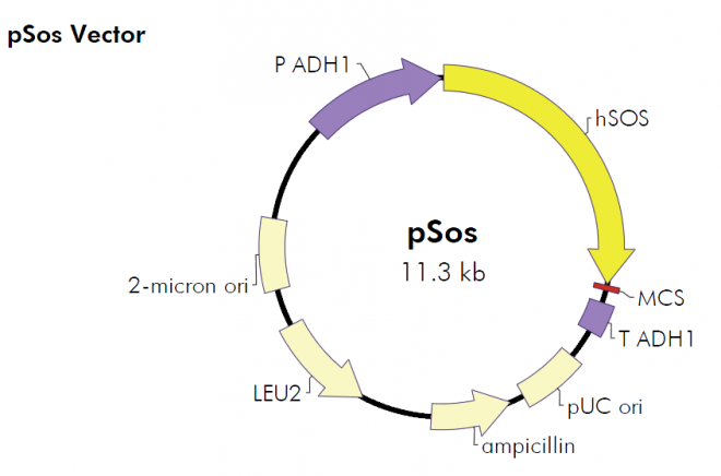 pSos 质粒图谱