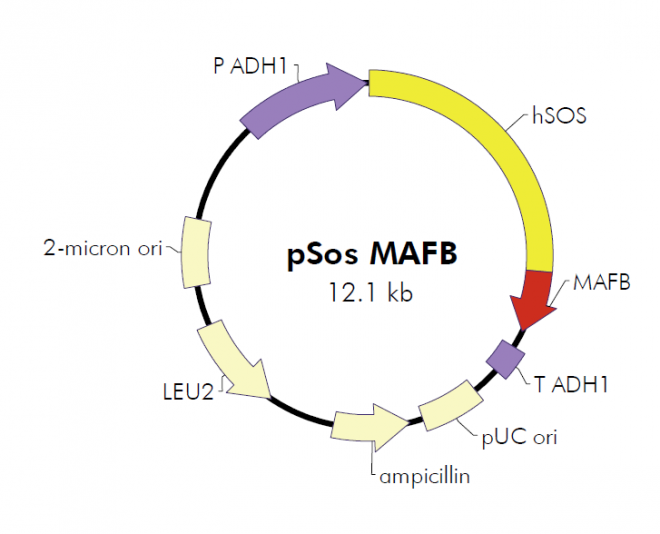 pSos MAFB质粒图谱