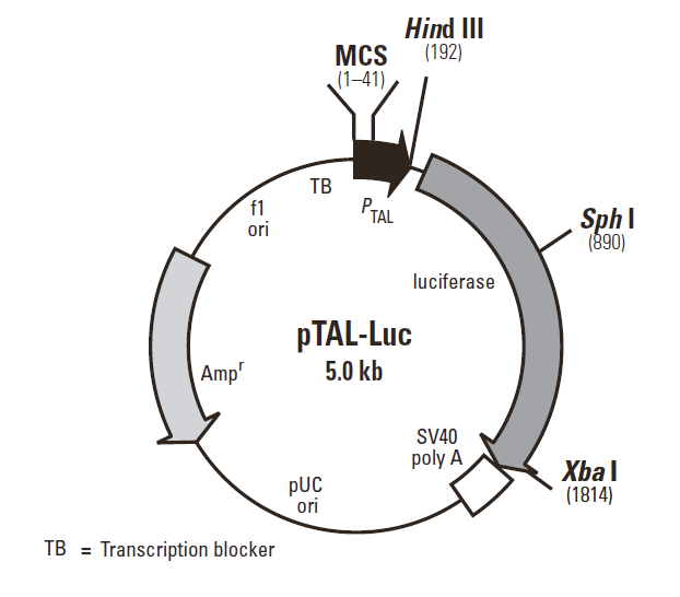 pTAL-Luc 质粒图谱