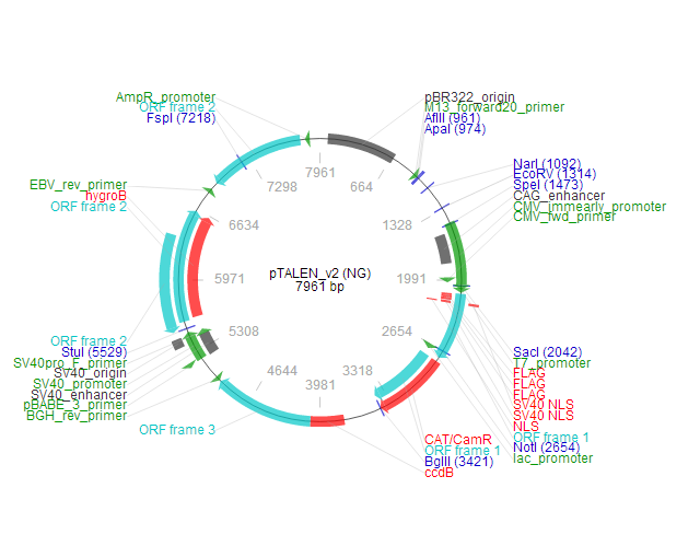 pTALEN_v2 (NG) 质粒图谱