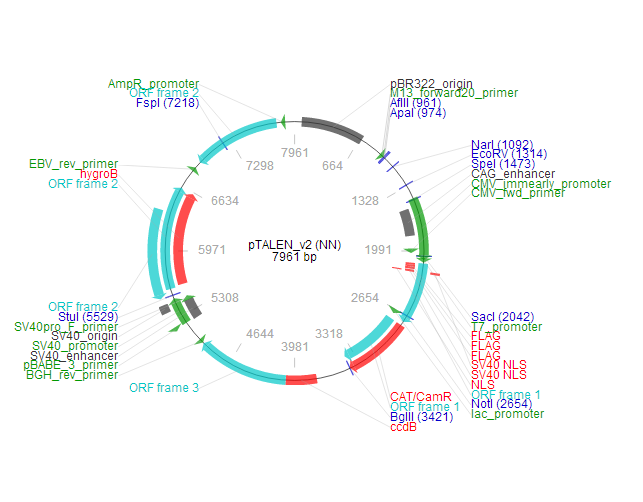 pTALEN_v2 (NN) 质粒图谱