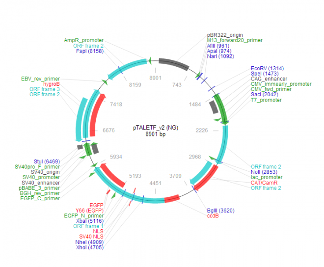 pTALETF_v2 (NG) 质粒图谱