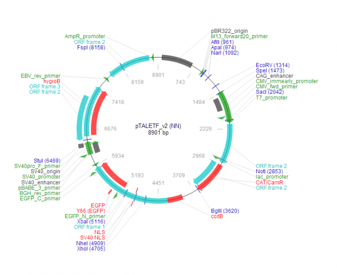 pTALETF_v2 (NN) 质粒图谱