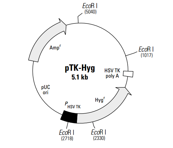 pTK-Hyg 质粒图谱
