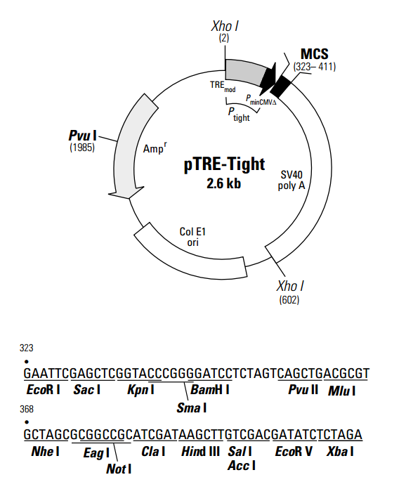 pTRE-Tight 质粒图谱