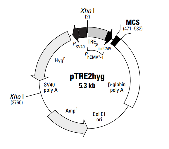 pTRE2hyg 质粒图谱