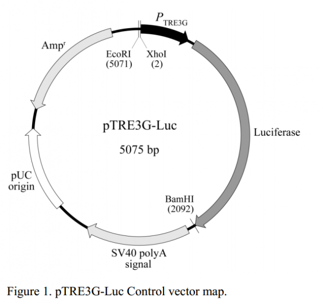 pTRE3G-Luc 质粒图谱