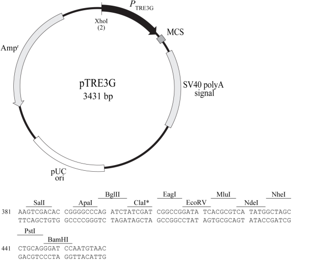pTRE3G 质粒图谱
