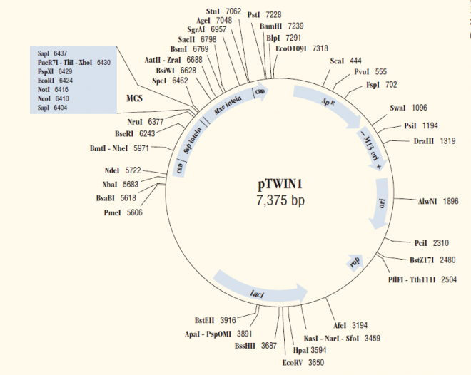 pTWIN1 质粒图谱