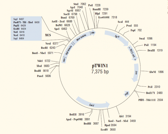 ptwin1 质粒图谱