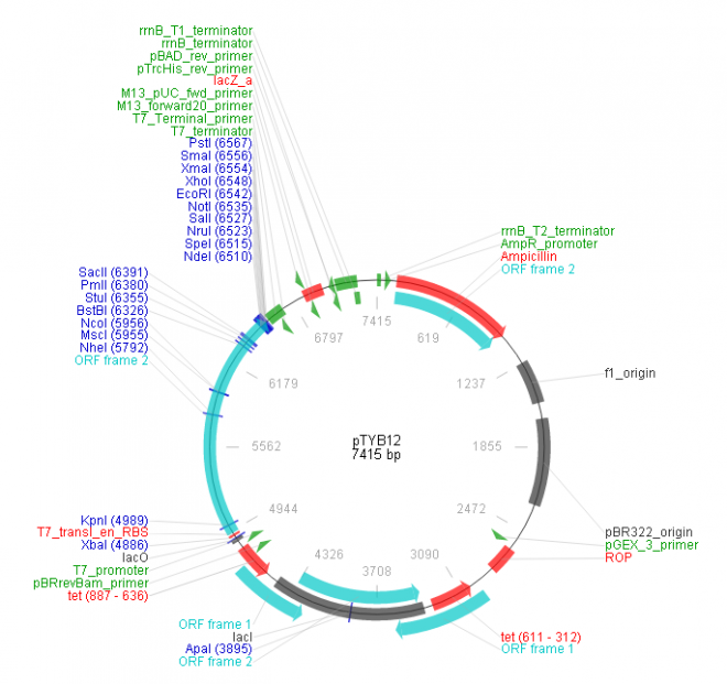 pTYB12 质粒图谱