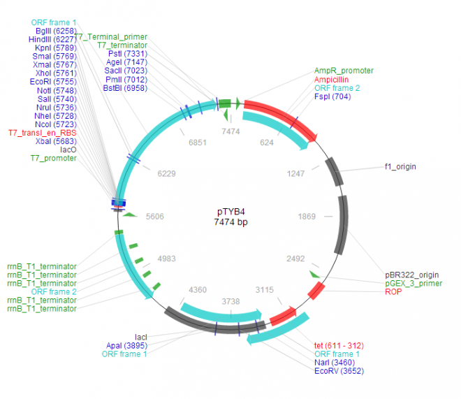 pTYB4 质粒图谱