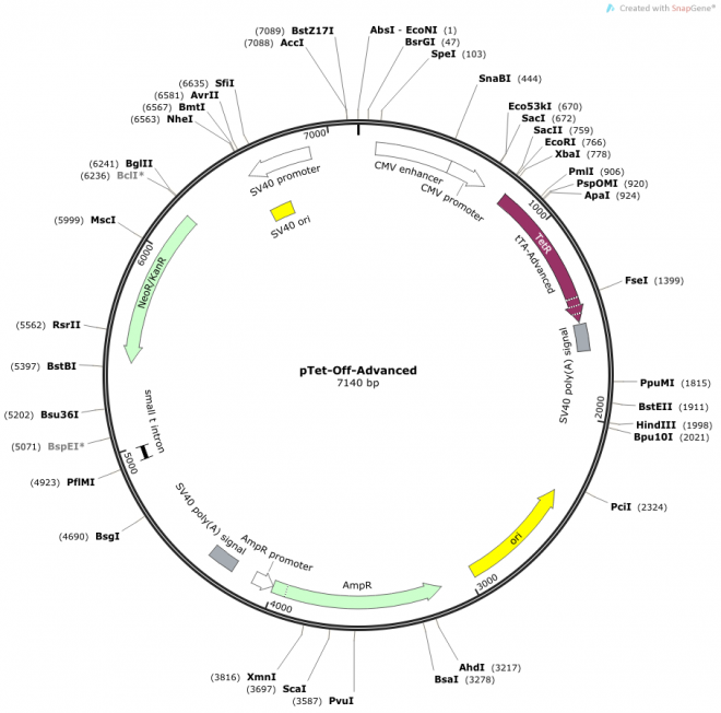 pTet-Off-Advanced 载体图谱