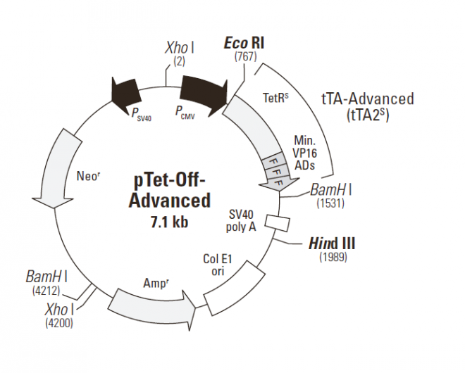 pTet-Off-Advanced 质粒图谱