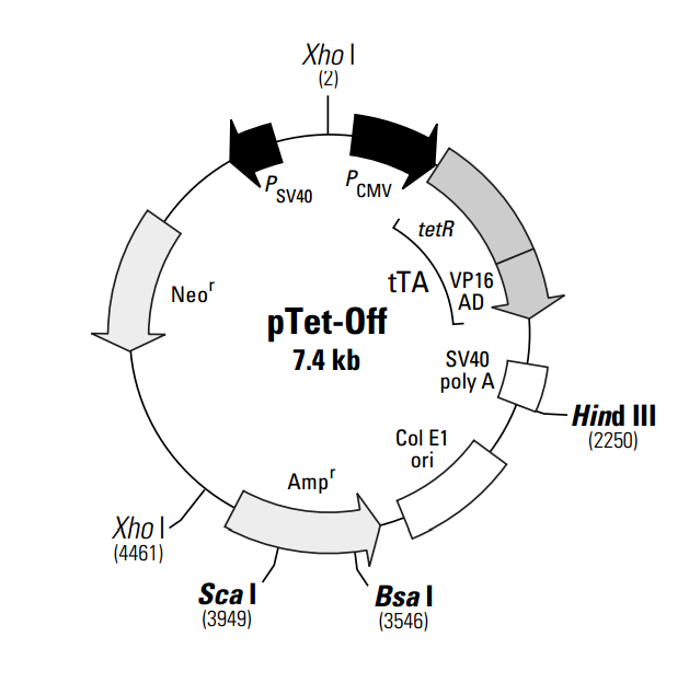 pTet-Off 质粒图谱