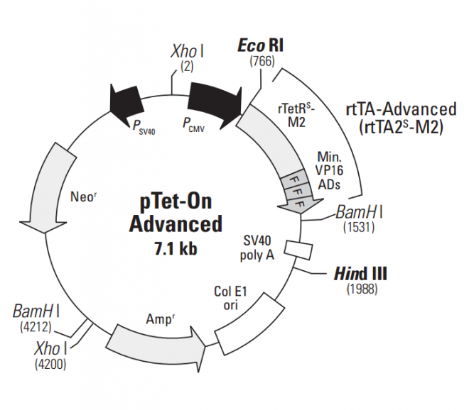 pTet-On-Advanced质粒图谱