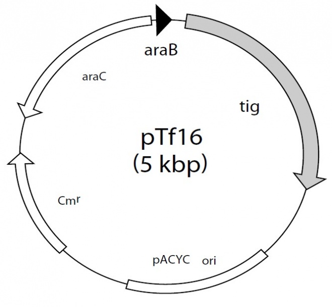 pTf16 质粒图谱