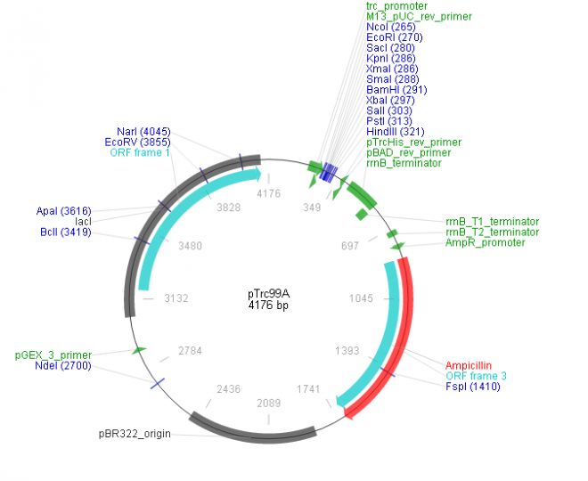 pTrc99a 质粒图谱