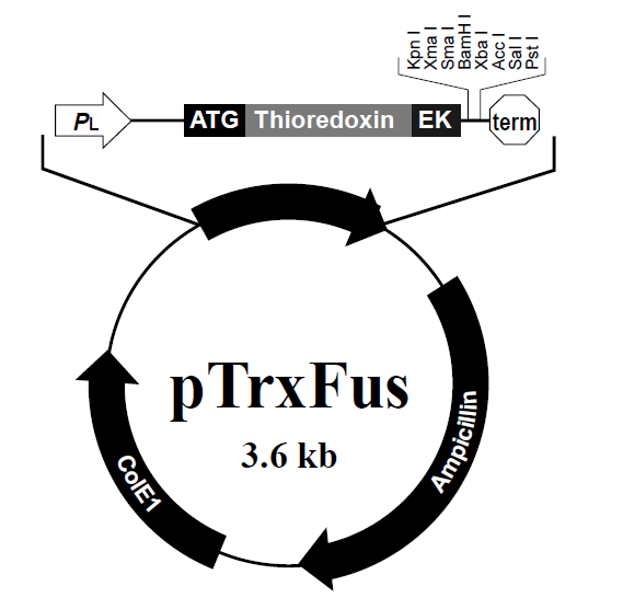 pTrxFus 质粒图谱