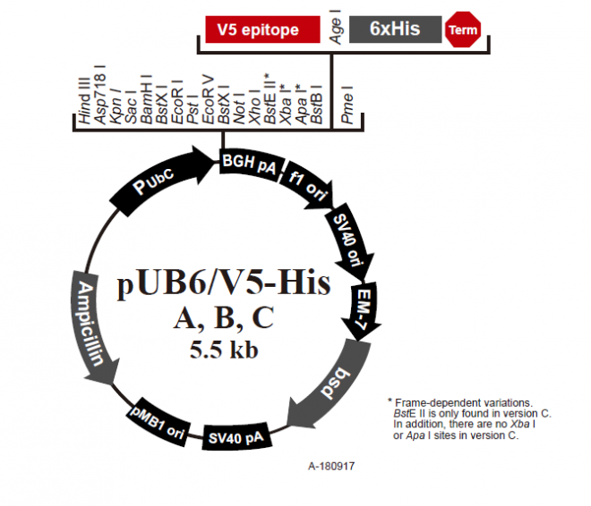 pUB6/V5-His A 质粒图谱