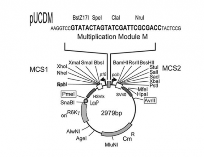 pUCDM 质粒图谱