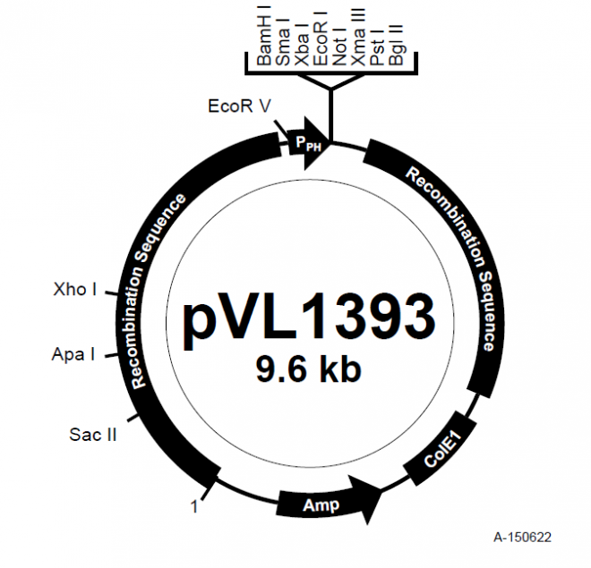 pVL1393 质粒图谱