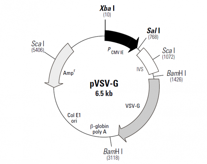 pVSV-G 质粒图谱