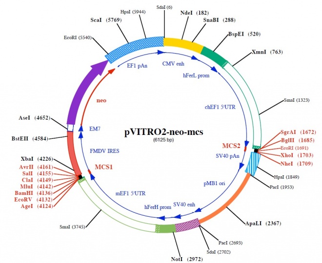 pVitro2-neo-mcs 质粒图谱