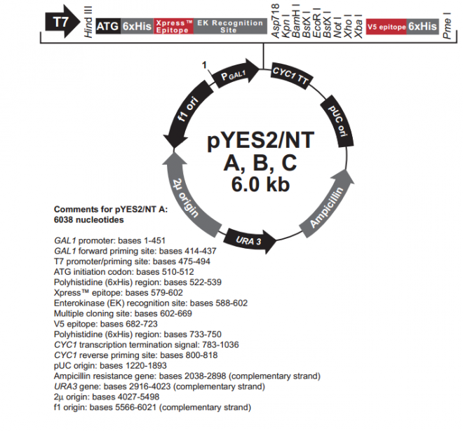 pYES2/NT A,B,C 质粒图谱