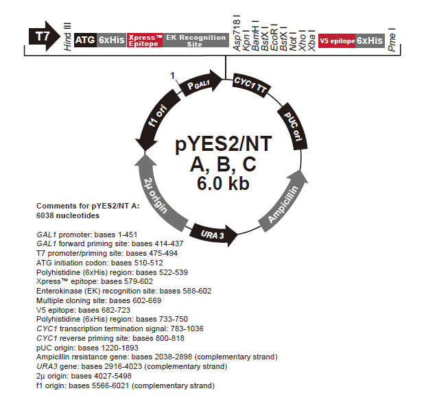 pYES2/NT A, B, & C 质粒图谱