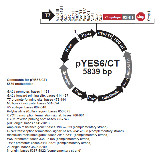 pYES6CT 质粒图谱