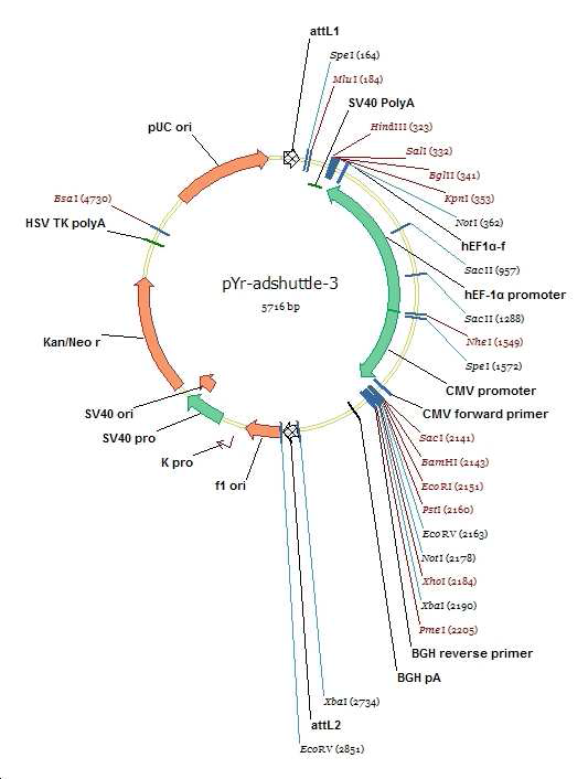 pYr-adshuttle-3质粒图谱