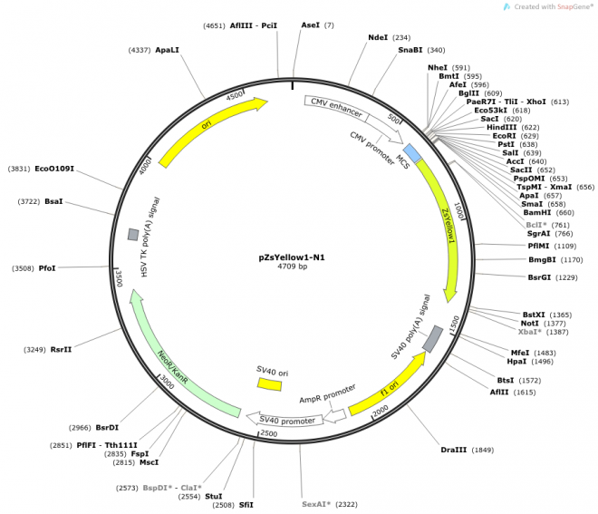 pZsYellow-N1 质粒图谱